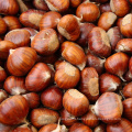 Chinese New Crop fresh organic chestnut price